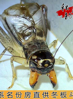 火系宁阳野生蟋蟀份房白虫蛐蛐