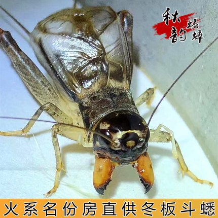 山东上海火系宁阳野生蟋蟀蛐蛐宁阳野生斗蟋包邮包活份房冬板白虫