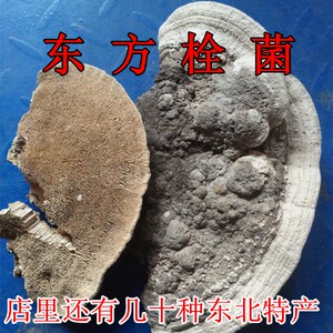 东北长白山野生东方栓菌灰带栓菌东方云芝500克包邮