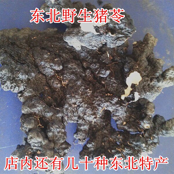 东北特产长白山野生猪苓 猪屎苓 野猪粪中药材 猪苓250克包邮