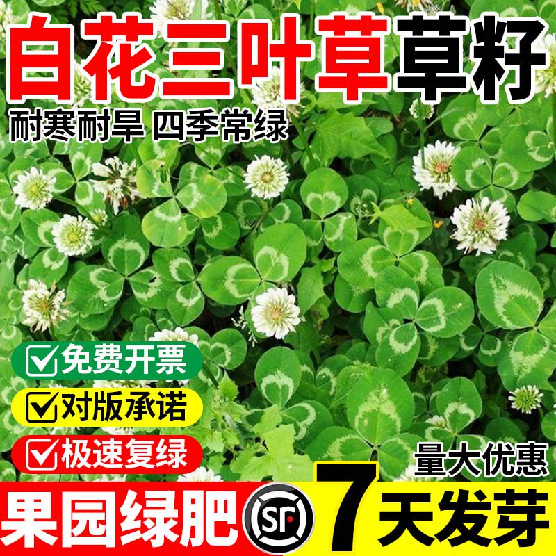 白花三叶草草籽四季常青公园景区绿化工程生态复绿草籽红三叶草