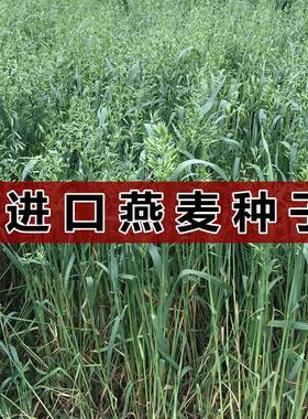 燕麦种子 进口牧草 鱼陆龟荷兰猪兔子饲料 草籽种植绿肥 包邮