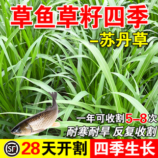 草鱼草籽四季专用草种高丹草籽四季牧草鱼草种籽玉米种植高粱高产