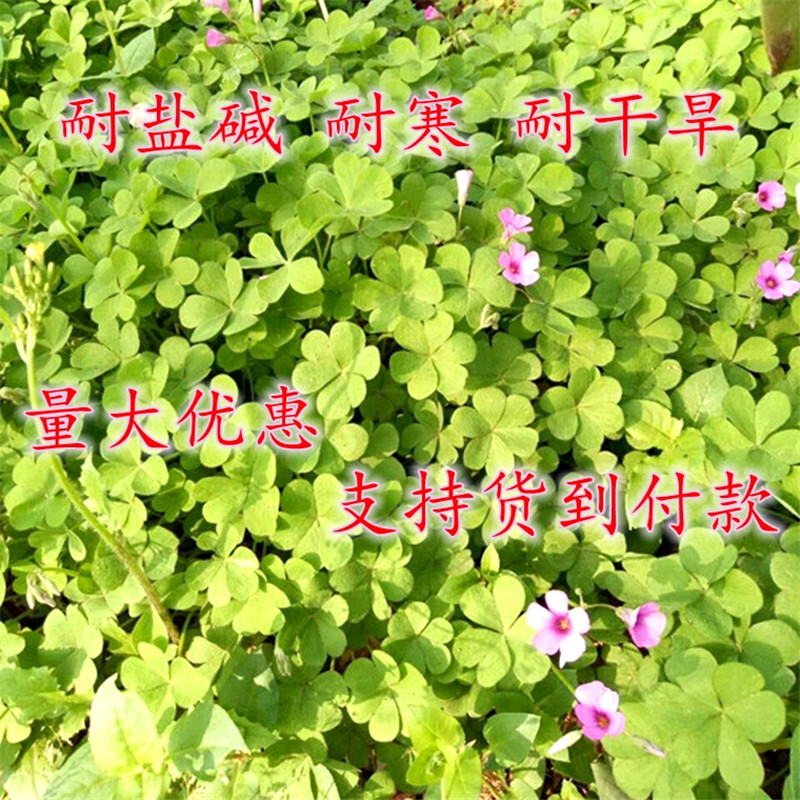 进口白三叶草种子红三叶草种子四季青草坪种子耐寒耐旱三叶草种籽