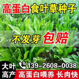 高蛋白食叶草种子蛋白草高产耐寒牧草种子进口草籽牛羊猪鸡鸭鹅鱼