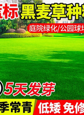 多年生冬季蓝标黑麦草种子四季青草坪绿化耐寒不修剪草籽易活种籽