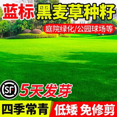 多年生冬季蓝标黑麦草种子四季青草坪绿化耐寒不修剪草籽易活种籽