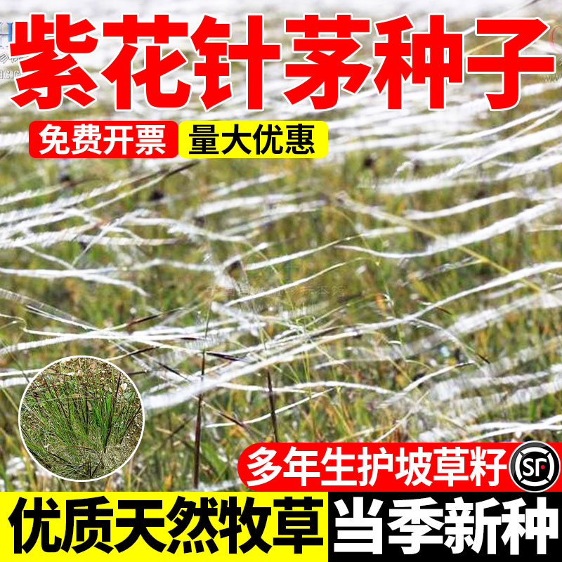紫花针茅种子多年生护坡固沙草籽耐寒耐旱荒山高原绿化种籽包邮