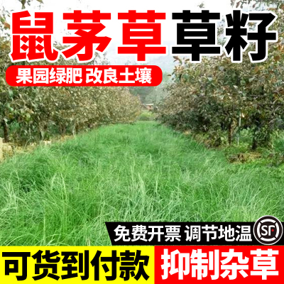 鼠茅草多年生果园绿肥固氮种子抑制杂草耐旱牧草种籽四季耐寒