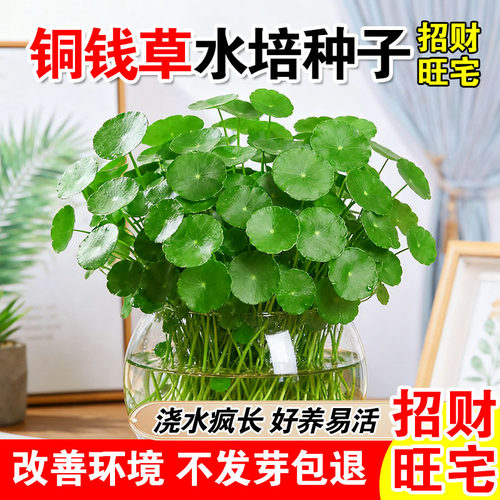铜钱草水培种子家庭园艺