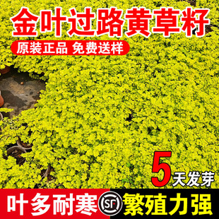 金叶过路黄草籽多年生蔓性草常绿黄金串吊兰黄金佛甲草园晶草耐寒