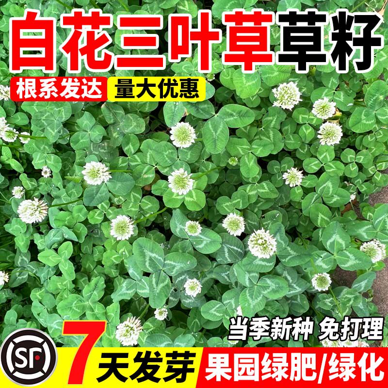 白花三叶草草籽四季常青公园景区绿化工程生态复绿草籽红三叶草