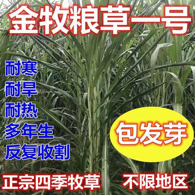 金牧粮草1号牧草种子多年生优质高产牧草养殖猪牛羊鸡鸭鹅兔鱼草