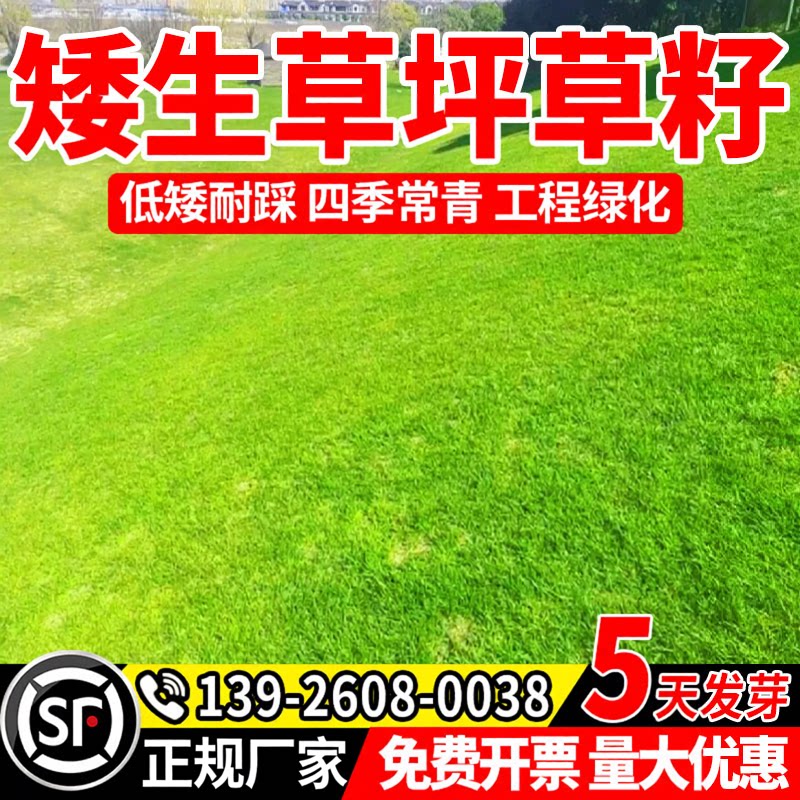 庭院绿化草籽四季常青耐寒耐旱公园庭院小区绿化护坡耐践踏包邮