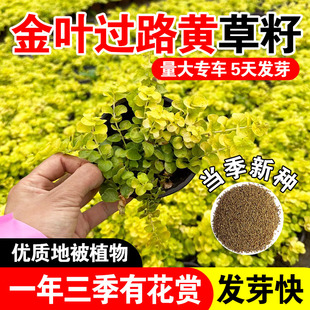 金叶过路黄草籽四季金黄铺路垂吊蔓生好养多年生草本植物花卉种籽