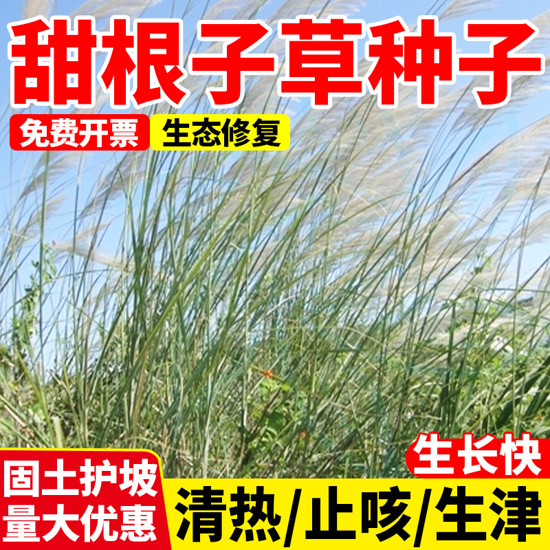 甜根子草籽割手防风固沙保水 多年生南北四季可播绿化种子包邮