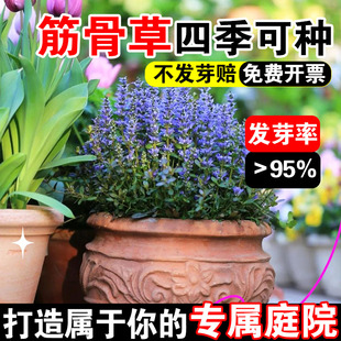 筋骨草多花宿根地被植物耐寒耐热庭院绿化好养四季