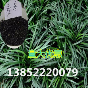 新采麦冬草种子多年生宽叶矮化金边麦冬草籽日本矮麦冬苗绿化种籽