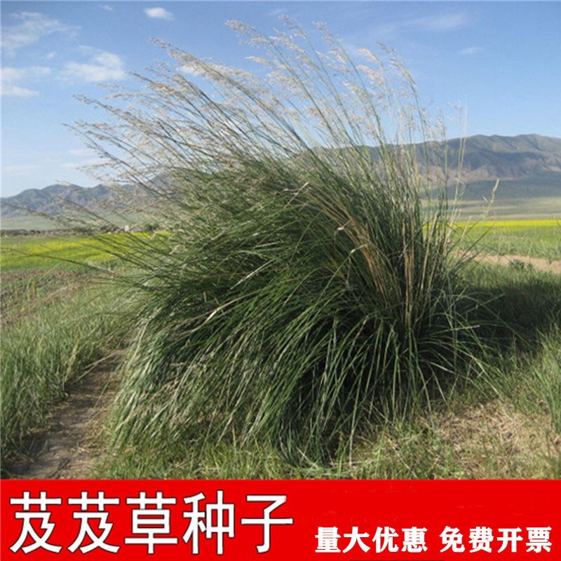 芨芨草种子 芨芨草 牧草种籽积机草席萁草种子耐旱防风固沙耐盐碱