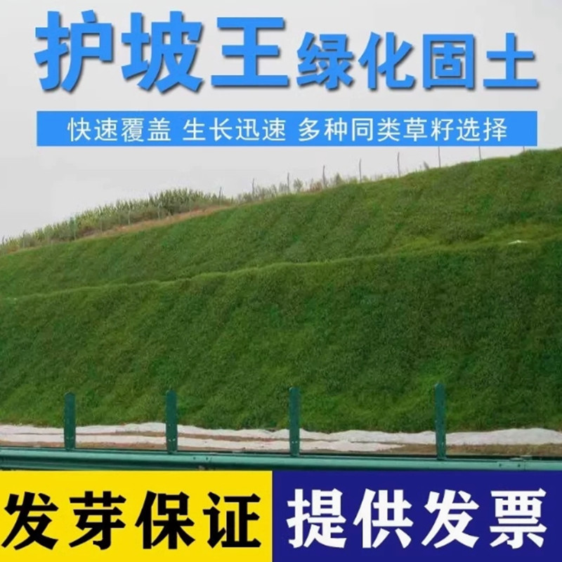 草坪草籽四季常青免修剪狗牙根护坡绿化草坪种子草皮狗牙根草种籽