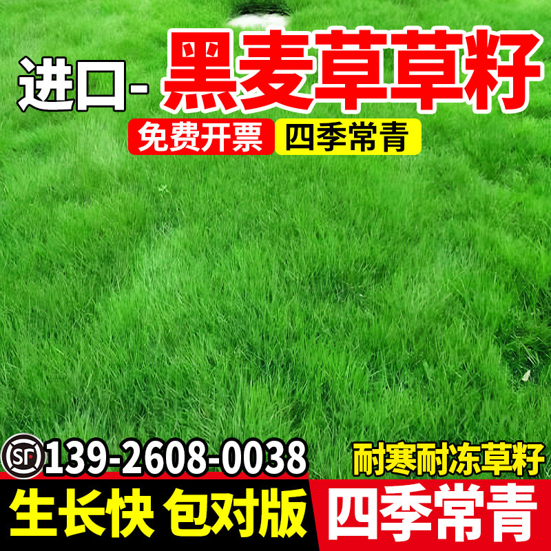 黑麦草草籽四季高产型牧草种子高蛋白畜牧养殖耐寒耐旱多年生种籽