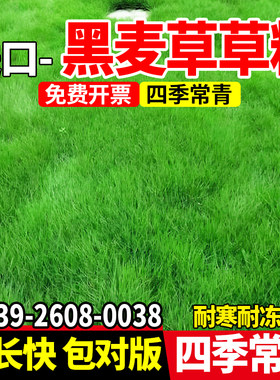 黑麦草草籽四季高产型牧草种子高蛋白畜牧养殖耐寒耐旱多年生种籽