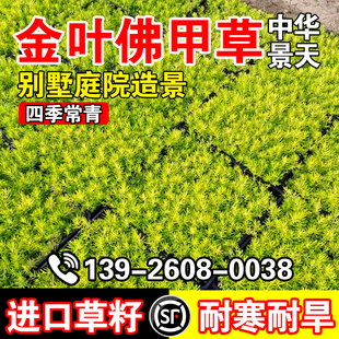 金叶佛甲草黄金草草籽夏季耐热可暴晒耐寒四季常绿地被植物庭院