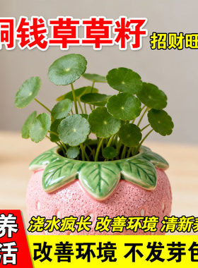 铜钱草草籽水培土培鱼缸造景