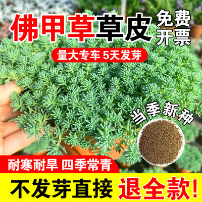 佛甲草草皮金叶佛甲草皮种植盘