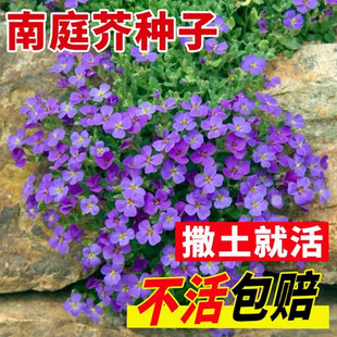 每年开花南庭芥种子耐寒花卉矮生花种子易活石头缝蓝庭芥花籽室外