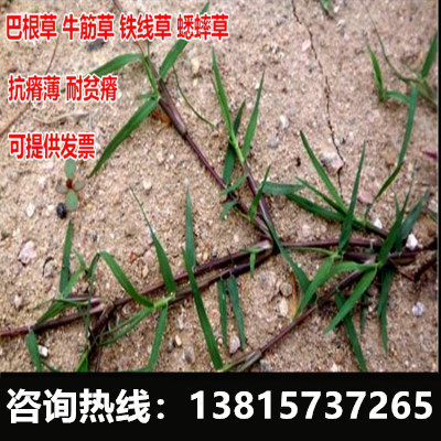 进口巴根草种子护坡绿化专家铁线草蟋蟀草防水土流失种子牛筋草