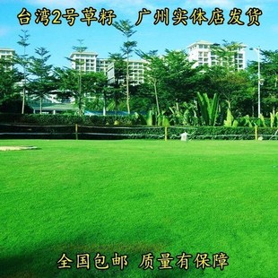台湾2号草坪草籽细叶结缕草草皮种子矮生四季青草种台湾草籽庭院