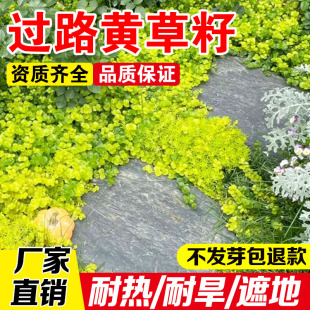 过路黄草籽四季金黄铺路垂吊蔓生好养多年生草本植物花卉种籽
