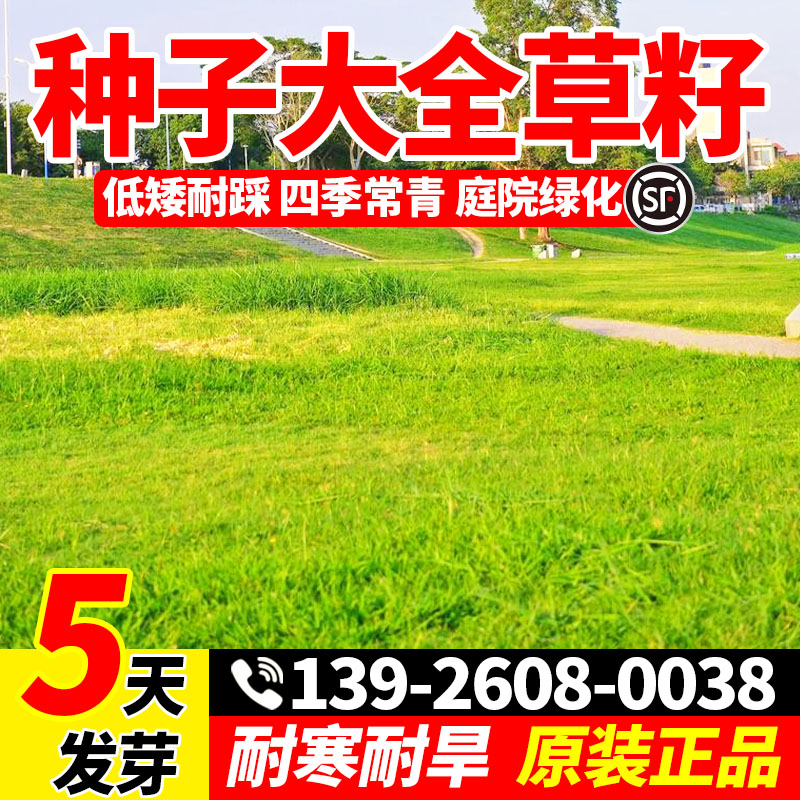 草坪草籽四季常青耐寒耐旱公园庭院小区绿化护坡耐践踏种子包邮