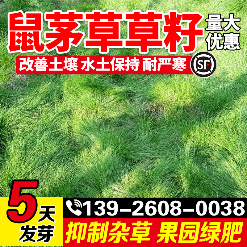 鼠茅草多年生果园绿肥耐严寒草种籽抑制杂草生长改良土壤草籽