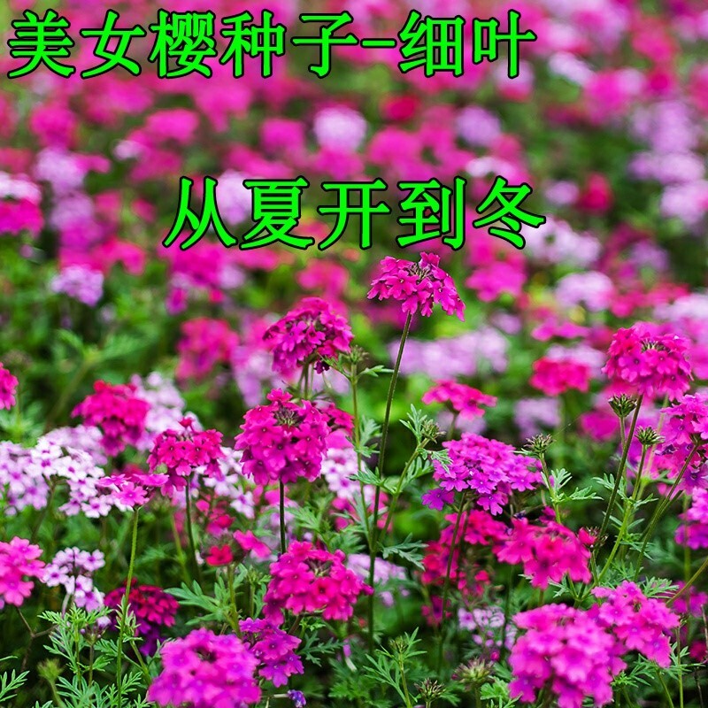 细叶美女樱种子见土就活花种美人樱盆栽铺地锦四季绣球美女樱花籽