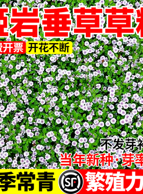 姬岩垂草种子草坪特矮草籽匍匐地被植物别墅花园四季耐寒热花草籽