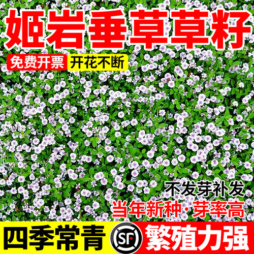 姬岩垂草种子草坪特矮草籽匍匐地被植物别墅花园四季耐寒热花草籽