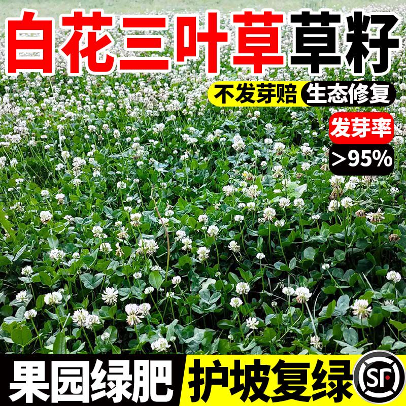 白花三叶草草籽四季常青公园景区绿化工程生态复绿草籽红三叶草
