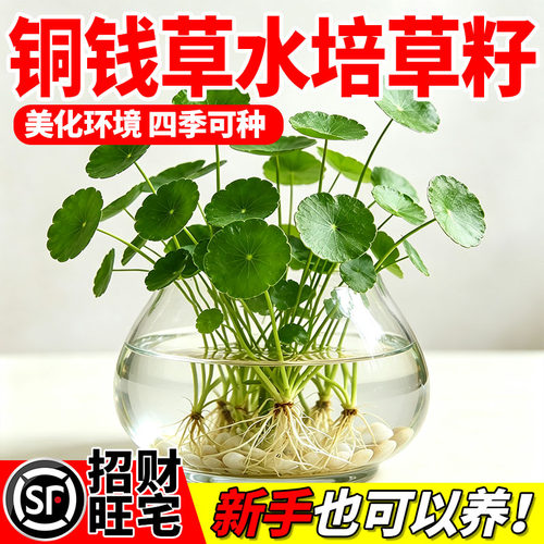 精品大叶铜钱草种子水培植物水草种子好养花卉绿植大叶金钱草盆栽