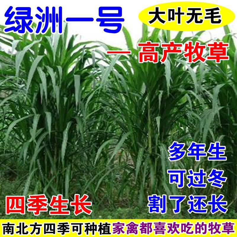 耐寒绿洲一号牧草种籽四季生多年家庭园艺种子