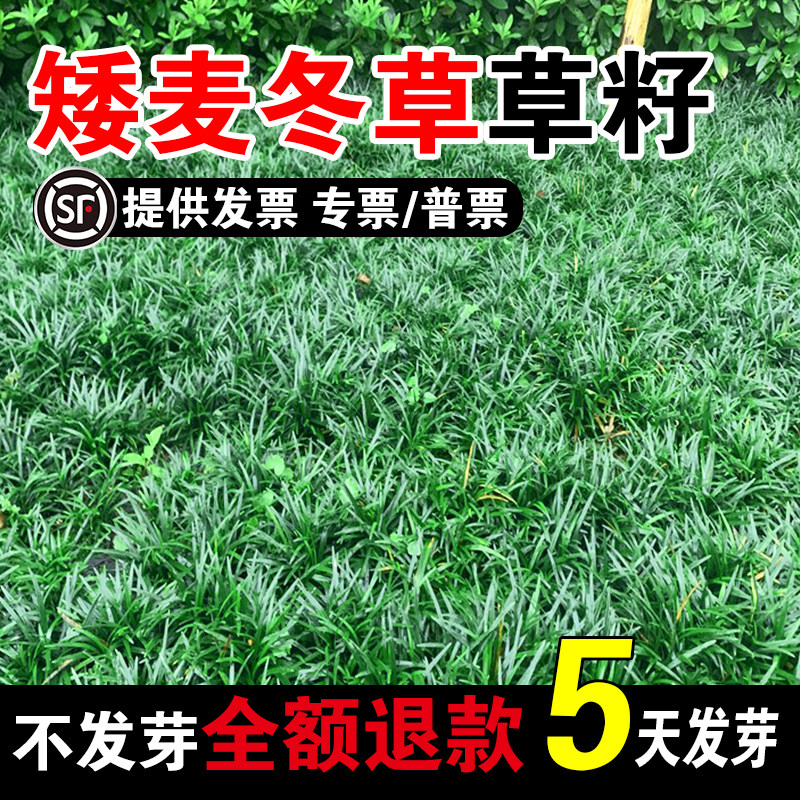 矮麦冬草草籽玉龙草细叶麦冬图片