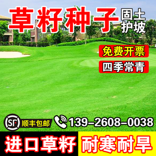 草籽种子免修剪别墅庭院绿化草皮种籽档矮生四季常
