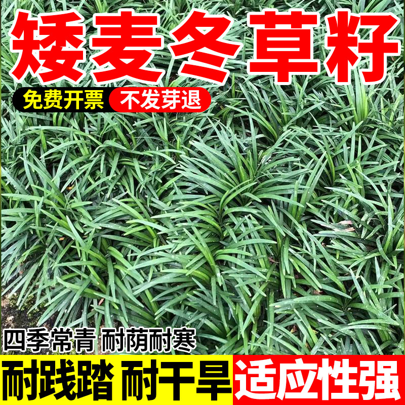 麦冬草草籽玉龙草种子四季青矮生细叶宽叶金边绿化庭院种籽子常青图片