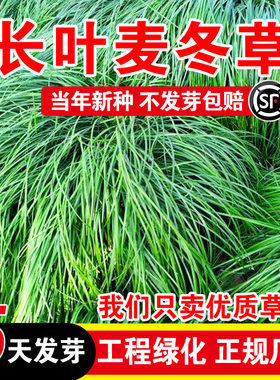 长叶麦冬草四季常青玉龙草种籽