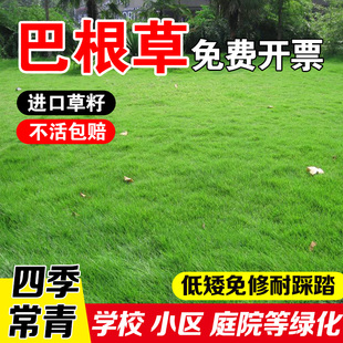 巴根草多年生四季常青耐热耐旱耐践踏护坡固土绿化草坪种子