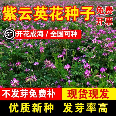 紫云英花种子带壳脱壳净籽耐热