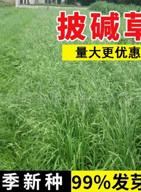 牧草籽垂穗披碱草种子四季种养牛草碱草老芒麦种子耐旱耐寒耐盐碱