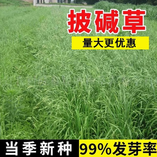 牧草籽垂穗披碱草种子四季种养牛草碱草老芒麦种子耐旱耐寒耐盐碱