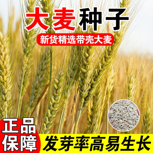 大麦种子新大麦草种子粮食种籽麦子籽 大田高产抗倒伏耐旱榨汁